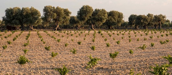 Viticulture : autorisations de plantation de vignes nouvelles pour 2024