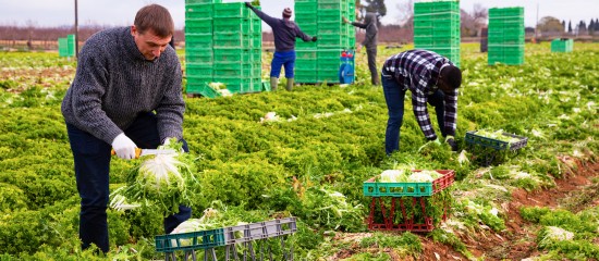 Travailleurs agricoles étrangers : un retour en France sous conditions