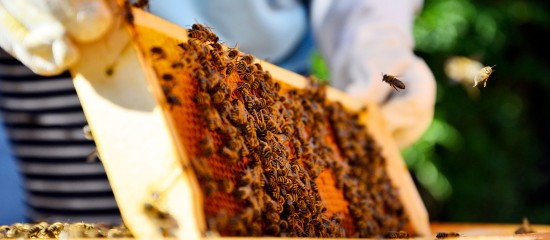 Apiculteurs : déclaration annuelle des ruches