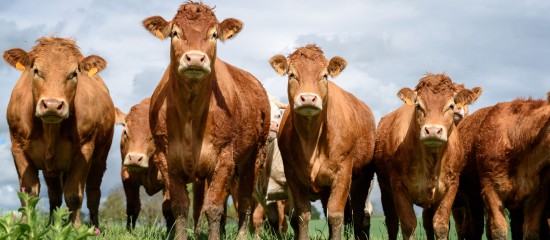 Éleveurs bovins, porcins et laitiers : exemption de l’obligation de contractualisation