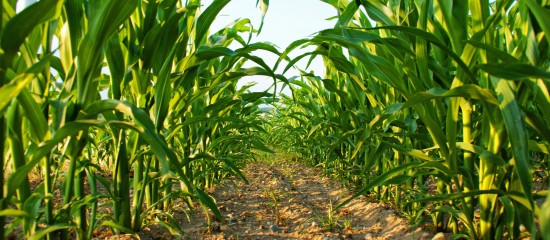 Agriculture biologique : du nouveau pour le crédit d’impôt !