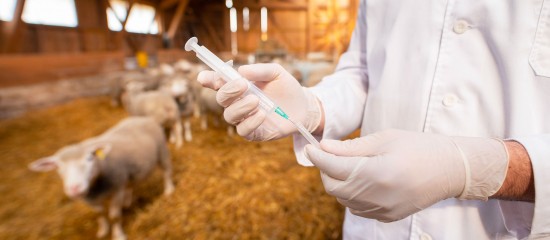 Éleveurs : l’importation de viandes aux antibiotiques de croissance est interdite