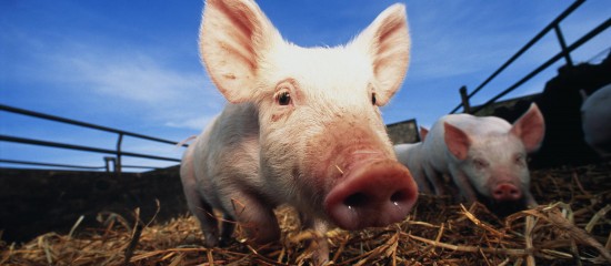 Éleveurs de porcs : plus que quelques jours pour demander la prise en charge de vos cotisations sociales