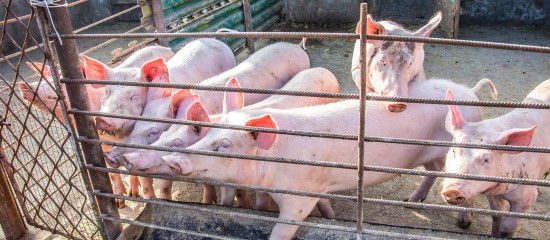Éleveurs de porcs : avancées commerciales avec la Chine