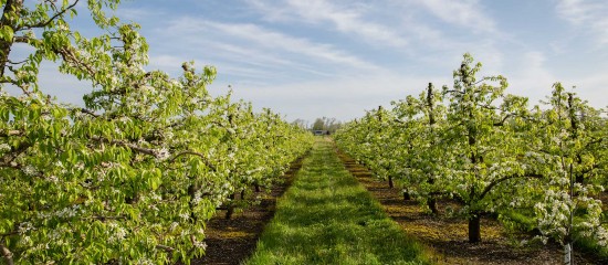 Arboriculteurs : aide à la rénovation des vergers