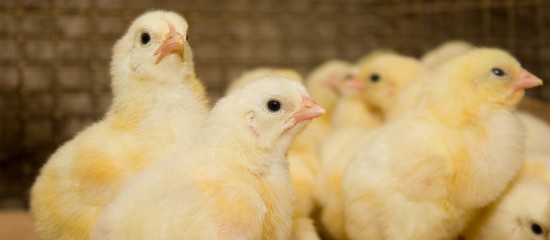 Aviculteurs : la vaccination pour lutter contre la grippe aviaire