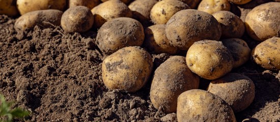 Producteurs de pommes de terre : déclarez vos surfaces !