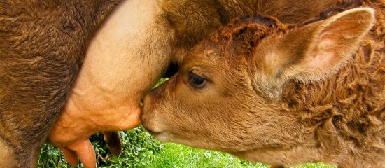 Élevage bovin : aide aux veaux sous la mère et aux veaux bio 2023