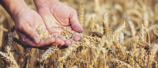 Cultures végétales : montant de certaines aides couplées 2024