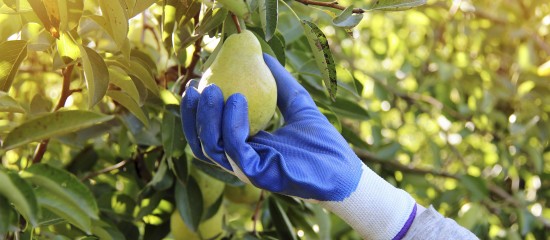 Production de poires : montant de l’aide couplée végétale 2024