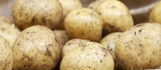 Producteurs de pommes de terre : déclarez vos surfaces !