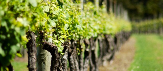 Viticulture : aide à l’arrachage de vignes mères de porte-greffes