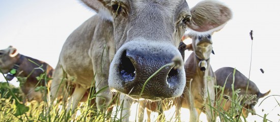Élevage bovin : dépistage de la tuberculose bovine