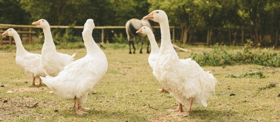 Aviculture : allègement des mesures de prévention contre la grippe aviaire
