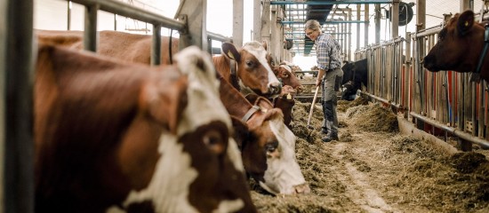 Elevage bovin : une nouvelle zone réglementée pour la DNC