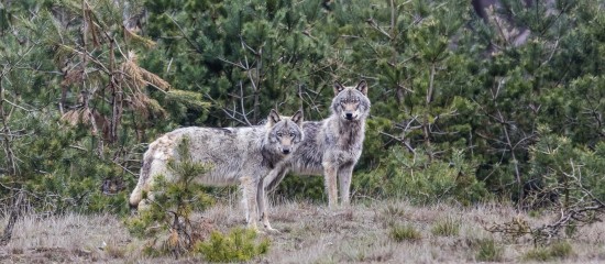 Élevages bovins, ovins, caprins : tirs de défense contre les loups