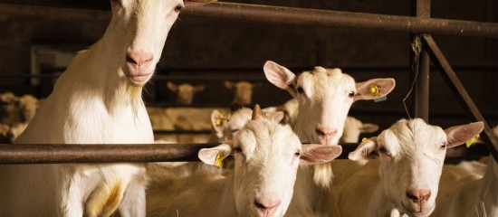 Élevages bovins, ovins et caprins : montant des aides Pac 2025