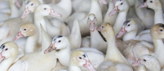 Aviculture : le risque de grippe aviaire redevient « élevé » !