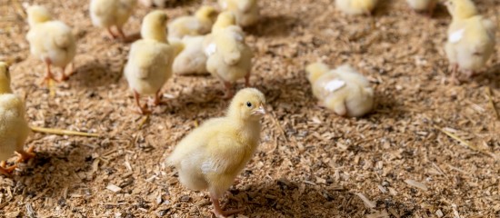 Aviculture : aide aux éleveurs impactés par la grippe aviaire