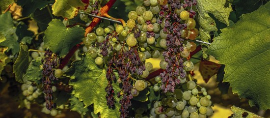 Viticulture : un plan national de sortie de crise