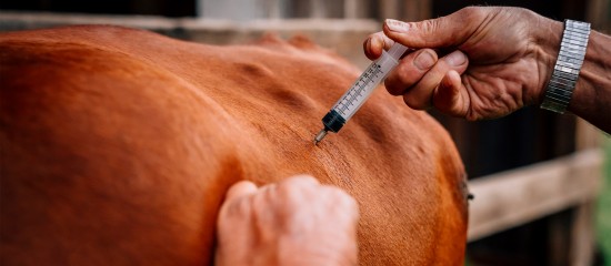 Élevage bovin : renforcement de la lutte contre la dermatose nodulaire