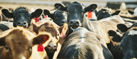 Élevage : le dépôt des demandes d’aides animales 2026 est possible