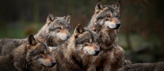 Élevage : assouplissement de la réglementation des tirs contre les loups
