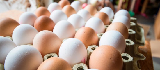 Aviculture : dépistage des salmonelles dans les élevages de poules pondeuses