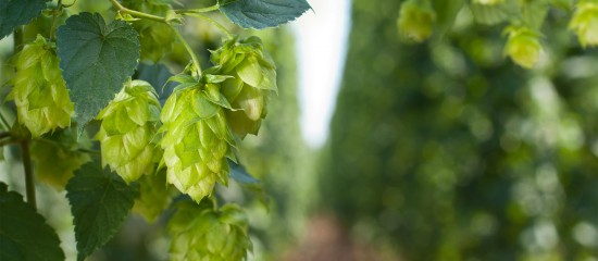 Cultures végétales : montant de certaines aides couplées 2025