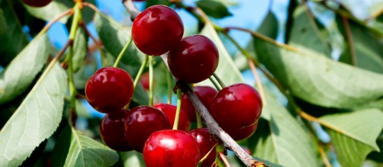 Cultures végétales : montant de l’ensemble des aides couplées 2025