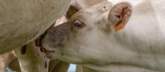 Élevage bovin : aide aux veaux sous la mère et aux veaux bio 2025