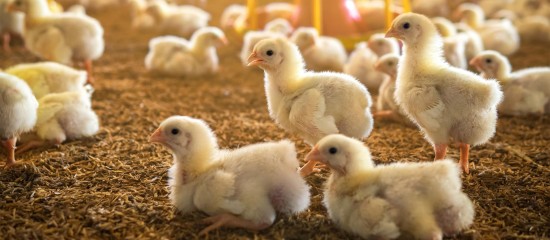 Aviculture : le niveau de risque de grippe aviaire retombe à « modéré »