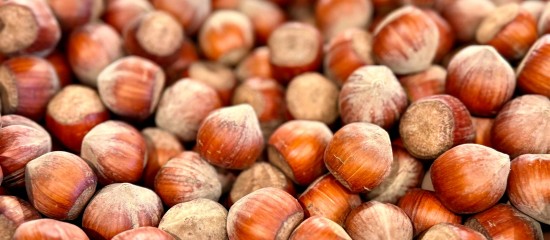 Production de noisettes : une aide pour compenser les pertes économiques