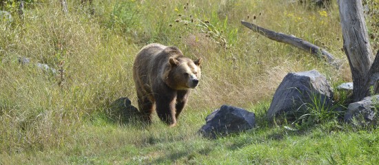 Elevage : du nouveau pour l’effarouchement des ours