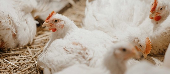 Aviculture : une aide pour les entreprises d’accouvage impactées par la grippe aviaire