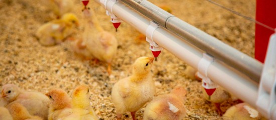 Aviculture : indemnisation des éleveurs impactés par la grippe aviaire