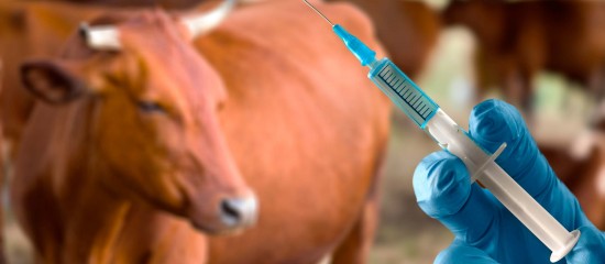 Elevage bovin : mesures de lutte contre la dermatose nodulaire contagieuse
